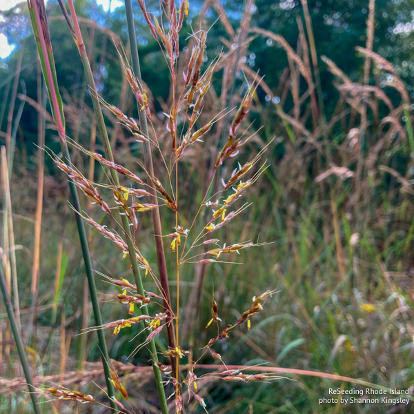 Flowering Sorghastrum nutans Flowering Sorghastrum nutans