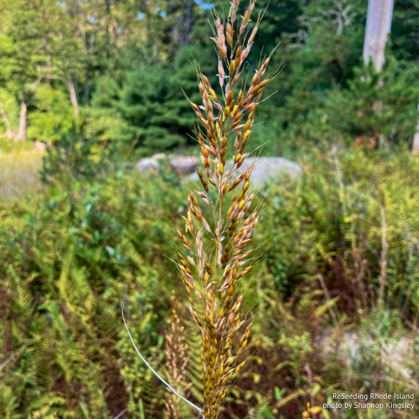 Budding Sorghastrum nutans Budding Sorghastrum nutans