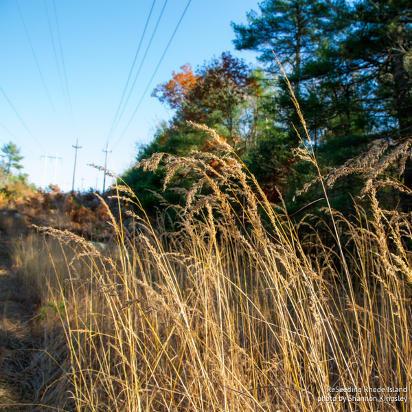 Seeding Population of Sorghastrum nutans Seeding Population of Sorghastrum nutans