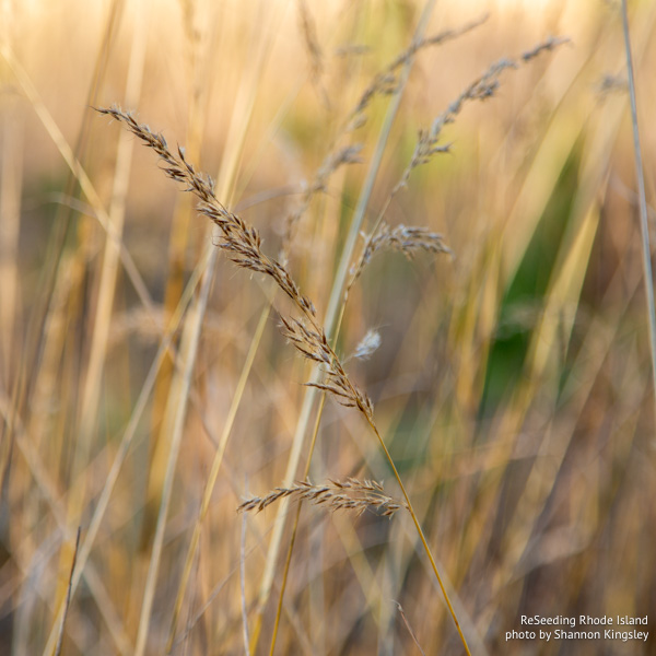 Seeding Sorghastrum nutans Seeding Sorghastrum nutans