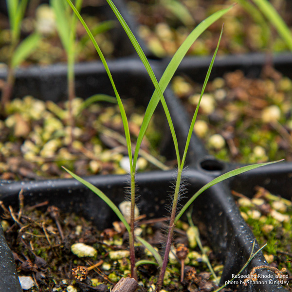 Sorghastrum nutans seedlings Sorghastrum nutans seedlings