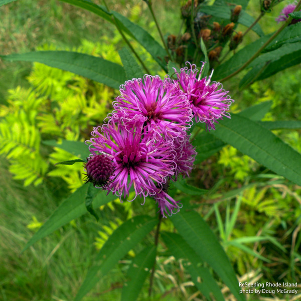 Blooming Vernonia noveboracensis