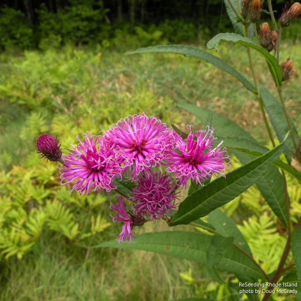 Blooming Vernonia noveboracensis