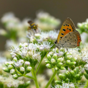 Small Copper Butterfly (Lycaena phlaeas) on Eupatorium perfoliatum blooms
