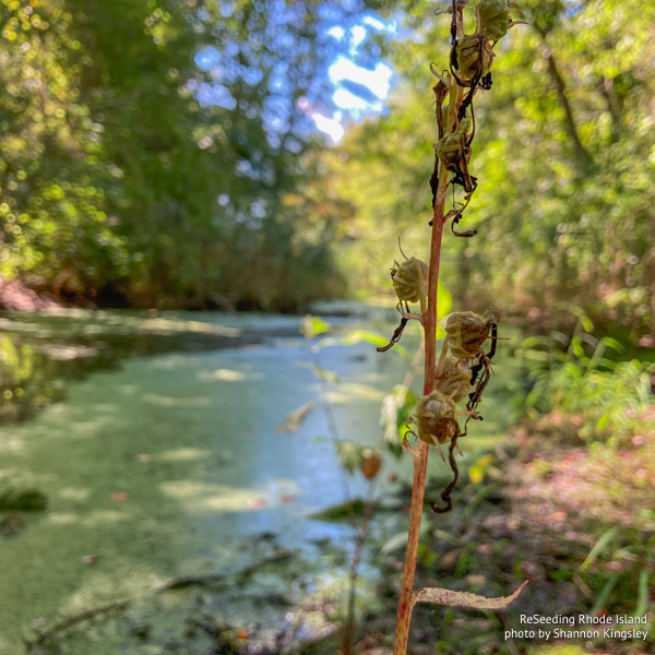 Immature seed pods of Lobelia cardinalis