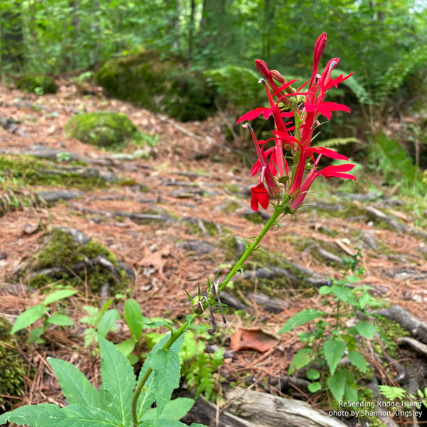 Lobelia cardinalis blooming