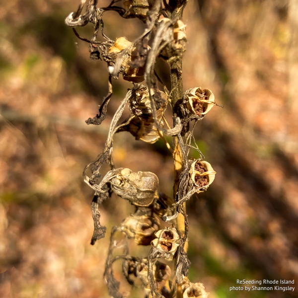 Close-up of mature Lobelia cardinalis seed pods