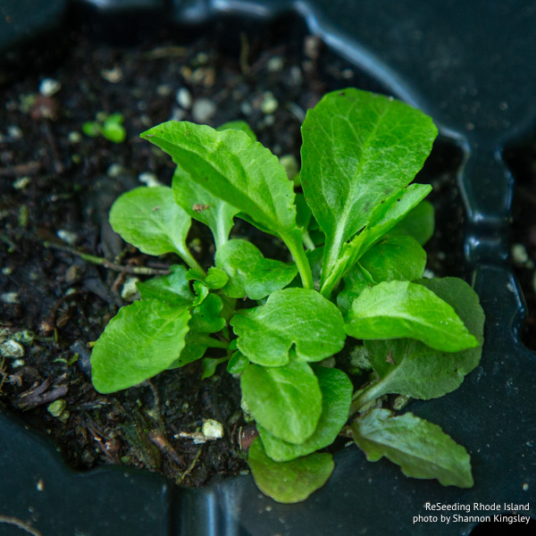 Lobelia cardinalis seedlings