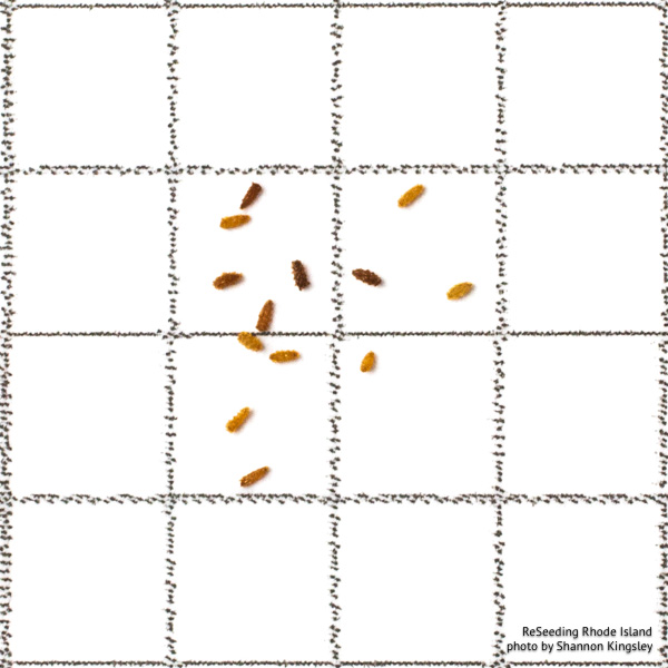 Lobelia cardinalis seeds