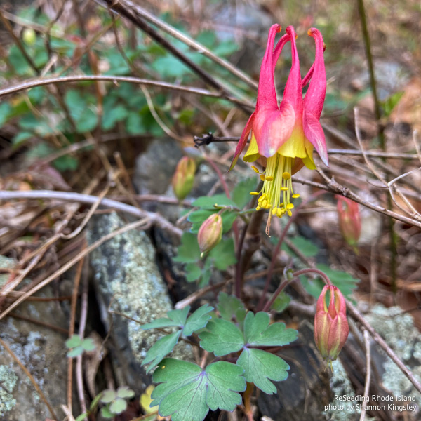 Blooming Aquilegia canadensis