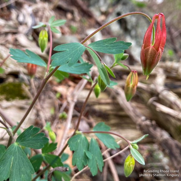 Budding Aquilegia canadensis