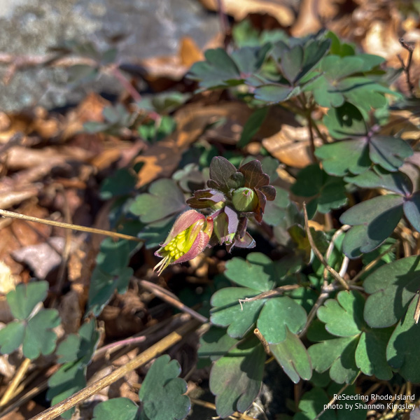 Aquilegia canadensis buds