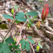 Aquilegia canadensis display
