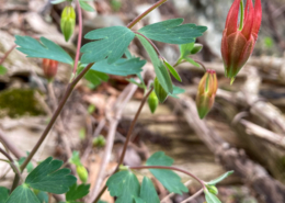 Aquilegia canadensis display
