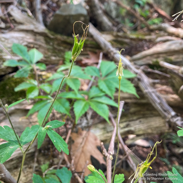 Green seed heads of Aquilegia canadensis