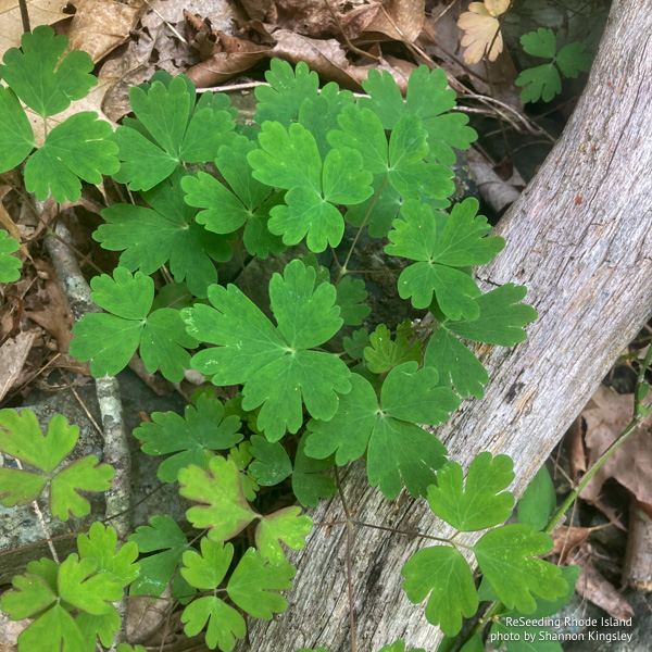 Leaves of Aquilegia canadensis