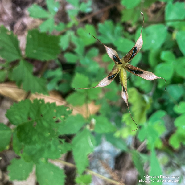Open seed heads of Aquilegia canadensis