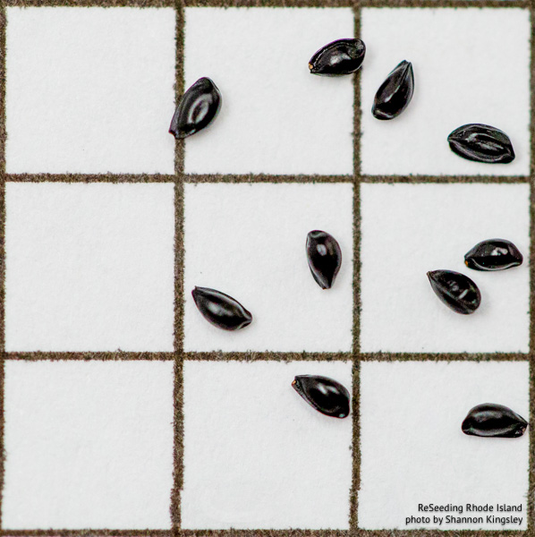 Aquilegia canadensis seeds