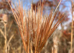 Andropogon glomeratus display