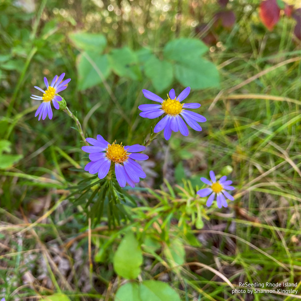 Blooming Ionactis linariifolia