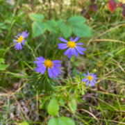 Ionactis linariifolia display
