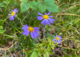 Ionactis linariifolia display