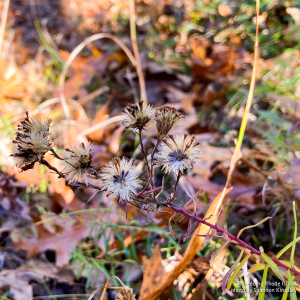 Seeding Ionactis linariifolis