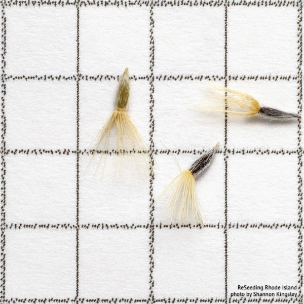 Ionactis linariifolia seeds