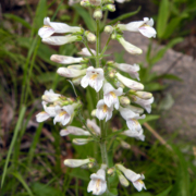 Penstemon pallidus display