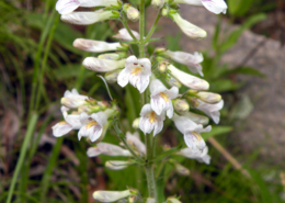 Penstemon pallidus display