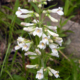 Penstemon pallidus display