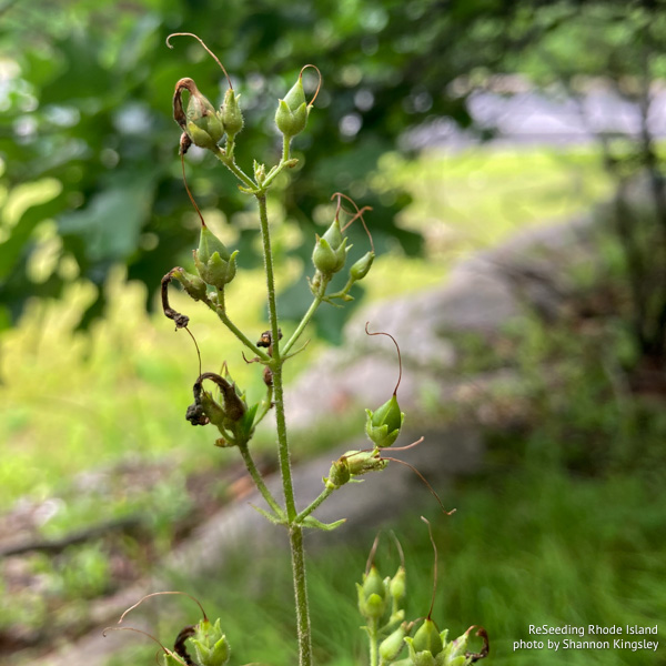 Premature green seed pods Penstemon pallidus