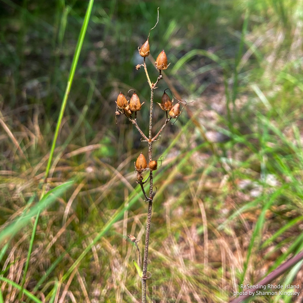 Seed pods of Penstemon pallidus