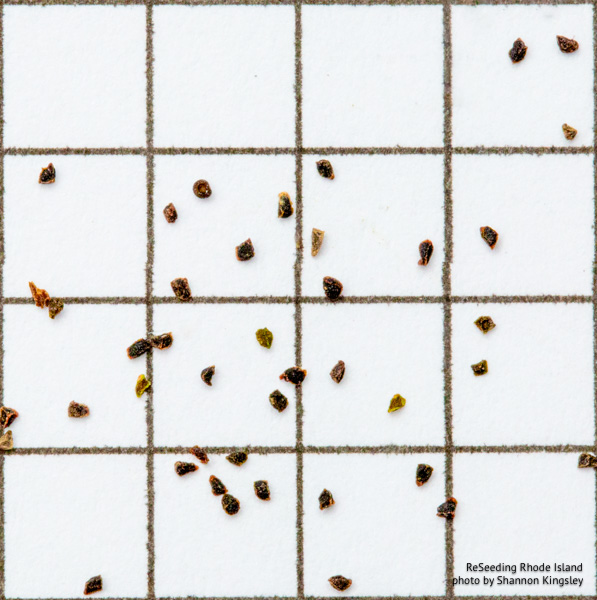 Penstemon pallidus seeds