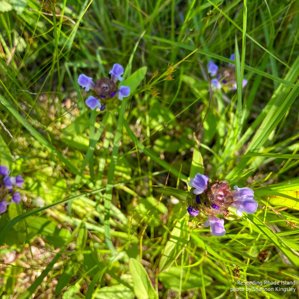 Blooming population of Prunella vulgaris ssp. lanceolata