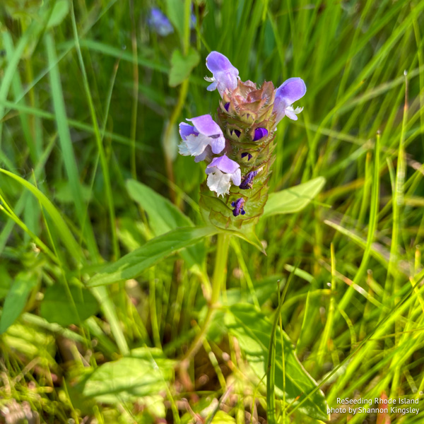 Blooming Prunella vulgaris ssp. lanceolata