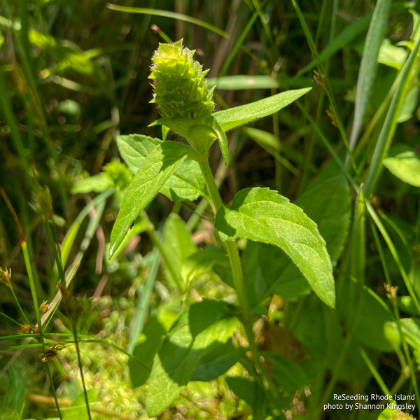 Budding Prunella vulgaris ssp. lanceolata