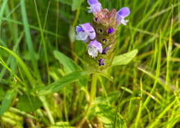 Prunella vulgaris ssp. lanceolata display