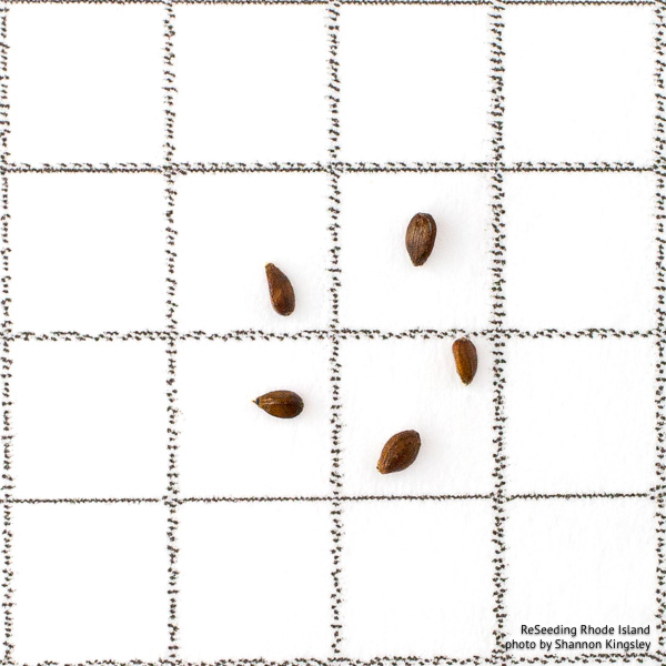 Prunella vulgaris ssp. lanceolata seeds