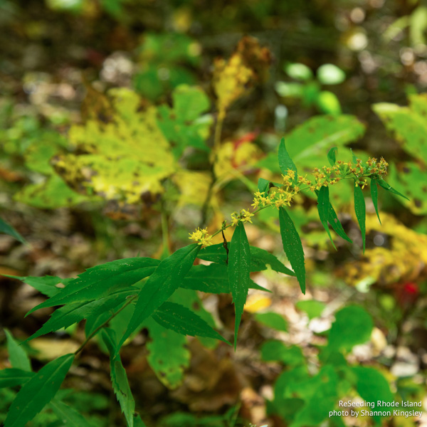 Blooming Solidago caesia