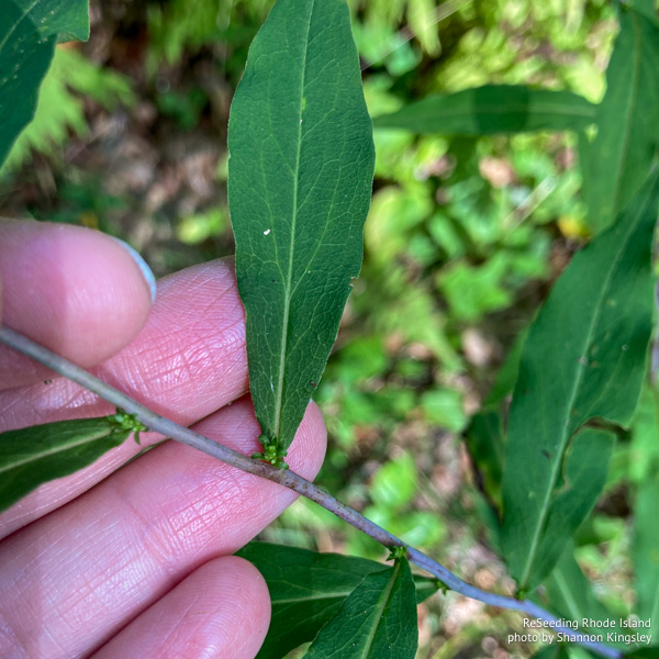 Buds of Solidago caesia