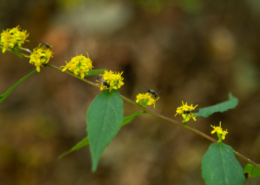 Solidago caesia display