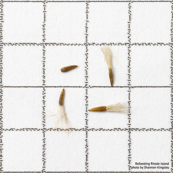 Solidago caesia seeds