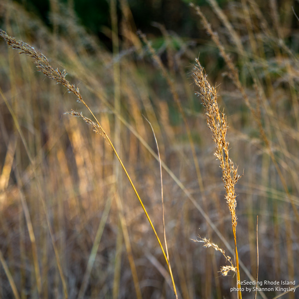 Seeding Sorghastrum nutans Seeding Sorghastrum nutans