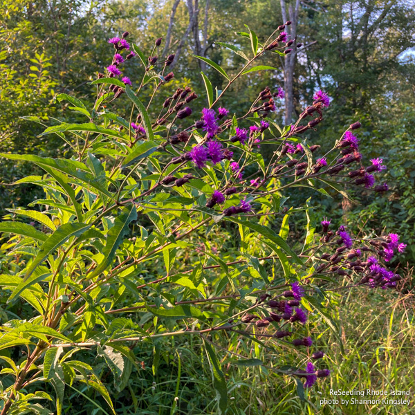 Vernonia noveboracensis flowers