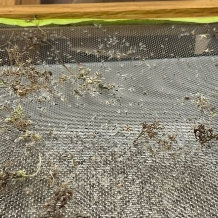 1-Seed-Cleaning-mobile