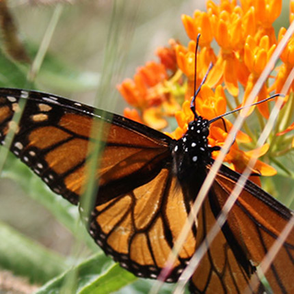Asclepias tuberosa Gardner-1-mobile