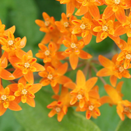 Asclepius-tuberosa-GG-mobile