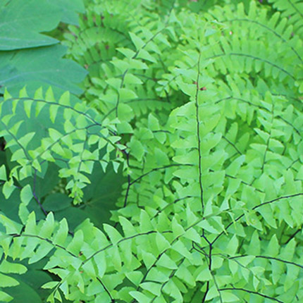 Caulophyllum-thalictroides-Aidiantum-pedatum-Gardner-mobile