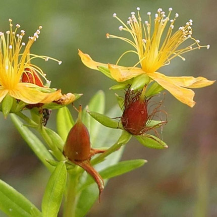 Hypericum-adpressum-mobile